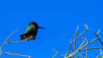 photo thumbnail #11