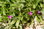 2013-02-23 :2: Peak 3125 - Goldfields :: jochal