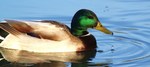 photo thumbnail #2