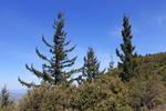 photo thumbnail #11