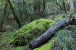 photo thumbnail #12