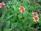 photo thumbnail #5