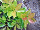 photo thumbnail #9