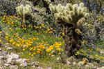 2013-03-02 :1: Battleship Mountain - Superstitions :: josetoe5