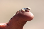 photo thumbnail #8