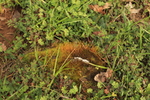 photo thumbnail #13
