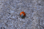 photo thumbnail #10