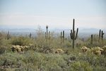 photo thumbnail #1