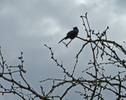 photo thumbnail #15