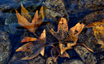 photo thumbnail #10