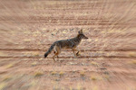photo thumbnail #13