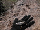 photo thumbnail #11