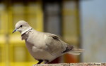 photo thumbnail #1