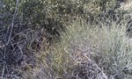 2013-03-07 :1: Signal Peak 4877 - KOFA :: MAVM