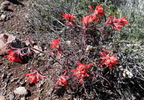 photo thumbnail #9
