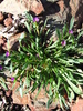 2013-03-10 :: Cave Creek Dam :: beterarcher