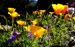 photo thumbnail #7