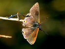 photo thumbnail #9