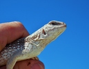 photo thumbnail #6