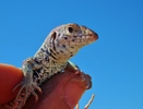 photo thumbnail #9