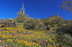photo thumbnail #13