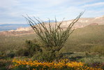 photo thumbnail #6