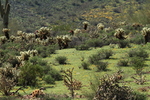 photo thumbnail #9