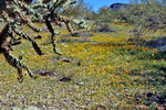 photo thumbnail #13