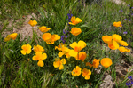 photo thumbnail #8