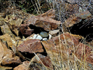 2013-03-14 :1: Iron Mountain - Tonto NF :: FLYING_FLIVER
