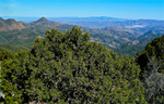 2013-03-14 :1: Iron Mountain - Tonto NF :: FLYING_FLIVER