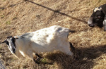 2013-03-17 :2: Goat Hill via Ranger Trail :: johnlp