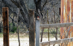 photo thumbnail #9