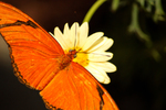 photo thumbnail #14