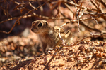 photo thumbnail #2