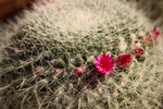 photo thumbnail #11
