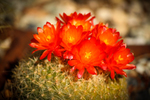 photo thumbnail #12