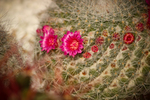 photo thumbnail #13