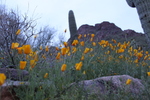 photo thumbnail #5