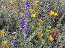 photo thumbnail #15