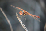 photo thumbnail #8