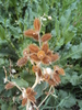 photo thumbnail #11