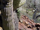 photo thumbnail #13