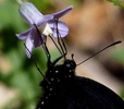 photo thumbnail #10