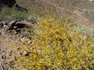 2013-03-25 :2: Lookout Mountain Summit Trail #150 :: Bradshaws