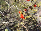 Featured Detail Photo