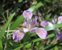 photo thumbnail #6
