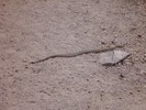 photo thumbnail #14