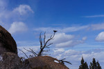 2013-03-26 :2: Mt Esther Trail :: sneakySASQUATCH