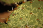 photo thumbnail #1